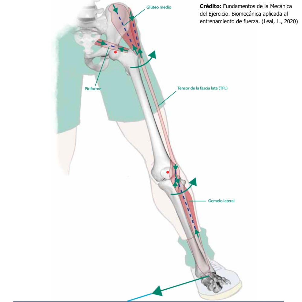 BIOTENSEGRIDAD, UNIONES DE FUERZA Y EQUILIBRIO MUSCULAR