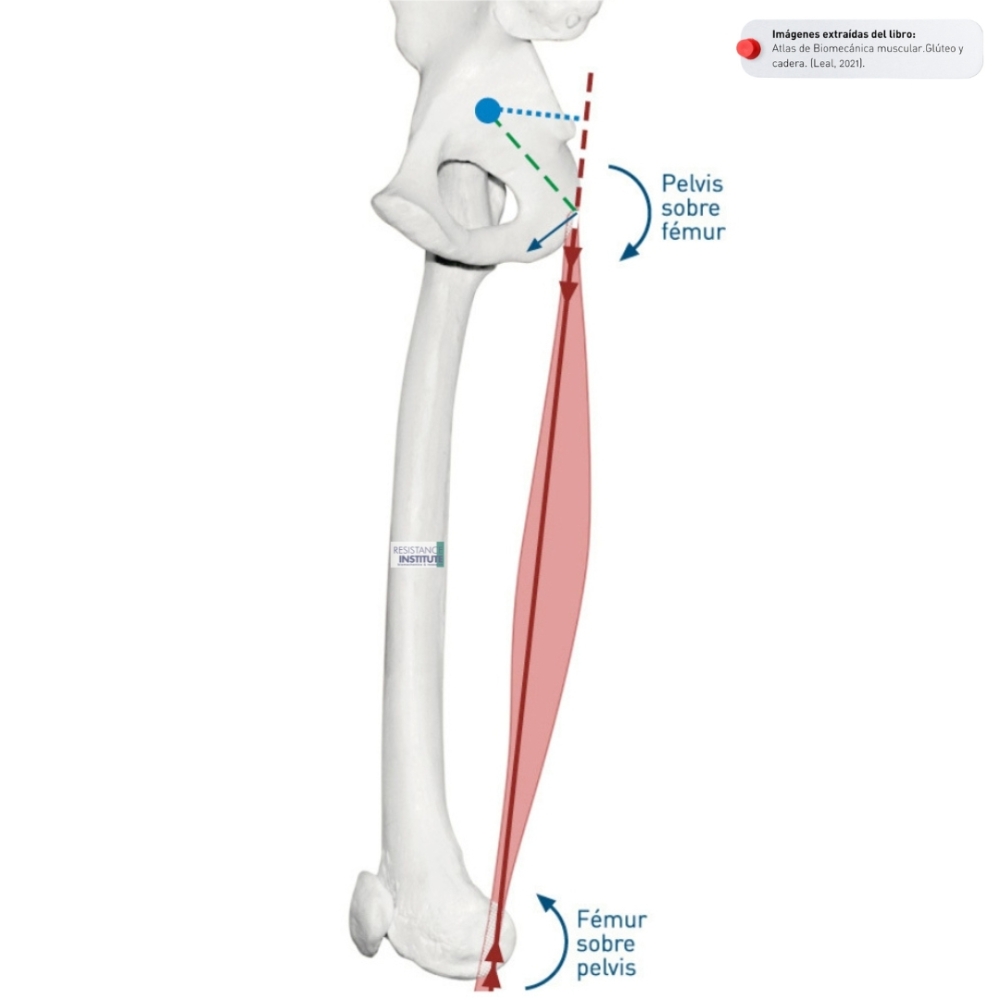 Mecánica del bíceps femoral (cabeza larga)